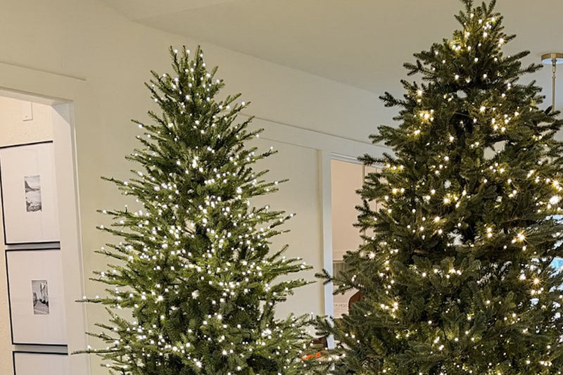 Neutral Christmas tree ideas: two lit pre-lit Christmas trees in a bright, white living room before decorating